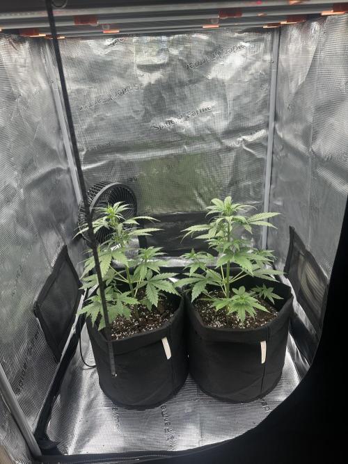 GORILLA ZKITTLEZ AUTO FAST BUDS. Week 4