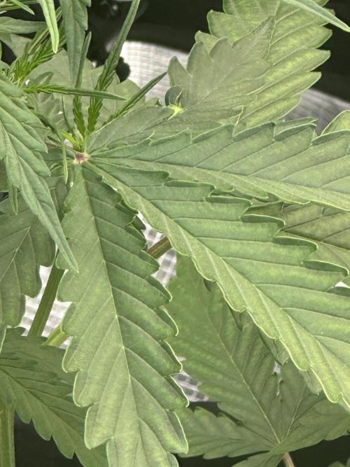 GORILLA ZKITTLEZ AUTO FAST BUDS. Week 4