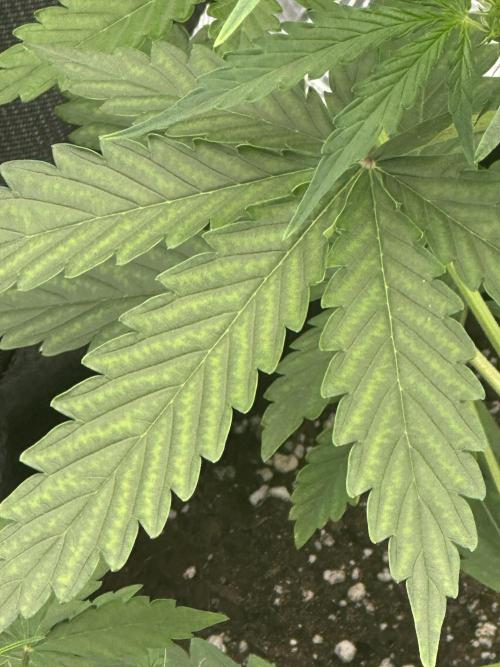 GORILLA ZKITTLEZ AUTO FAST BUDS. Week 4