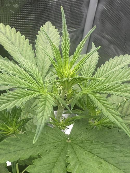 GORILLA ZKITTLEZ AUTO FAST BUDS. Week 4