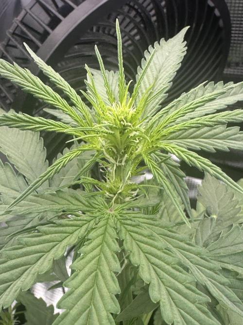 GORILLA ZKITTLEZ AUTO FAST BUDS. Week 4