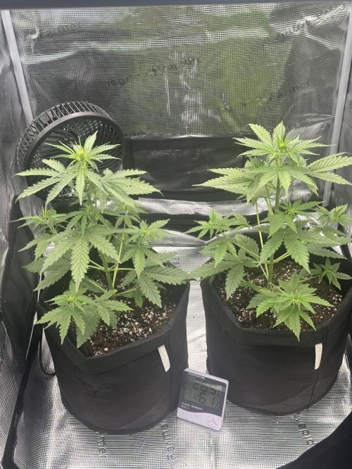 GORILLA ZKITTLEZ AUTO FAST BUDS. Week 4