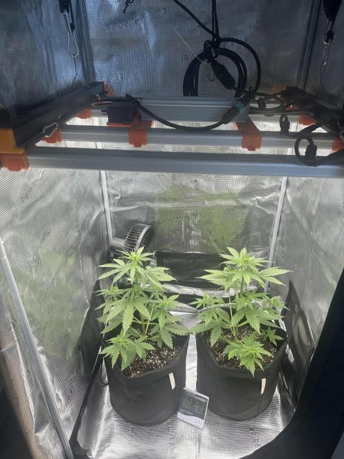 GORILLA ZKITTLEZ AUTO FAST BUDS. Week 4