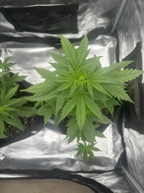 GORILLA ZKITTLEZ AUTO FAST BUDS. Week 4