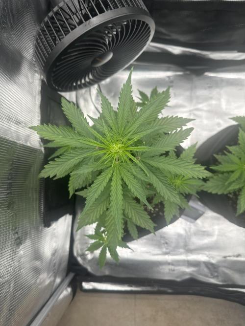 GORILLA ZKITTLEZ AUTO FAST BUDS. Week 4