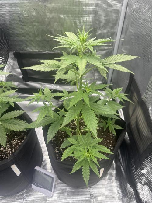 GORILLA ZKITTLEZ AUTO FAST BUDS. Week 4