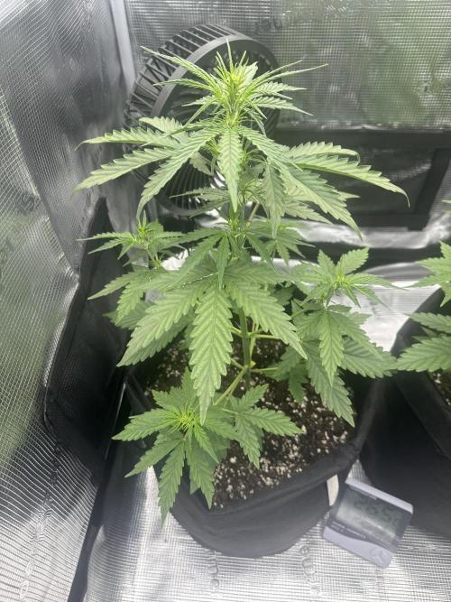 GORILLA ZKITTLEZ AUTO FAST BUDS. Week 4