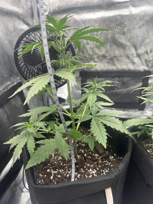 GORILLA ZKITTLEZ AUTO FAST BUDS. Week 4