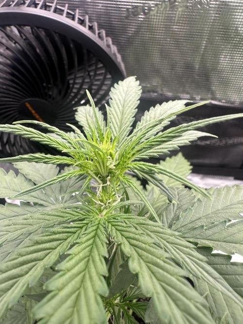 GORILLA ZKITTLEZ AUTO FAST BUDS. Week 4