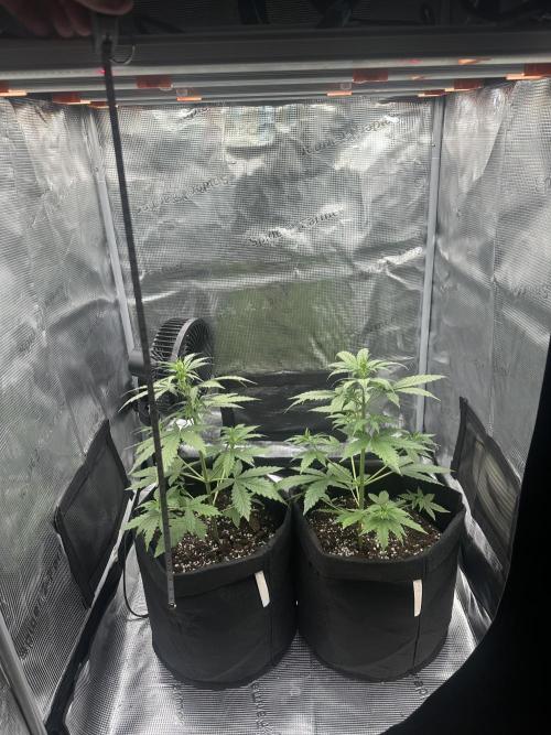 GORILLA ZKITTLEZ AUTO FAST BUDS. Week 4