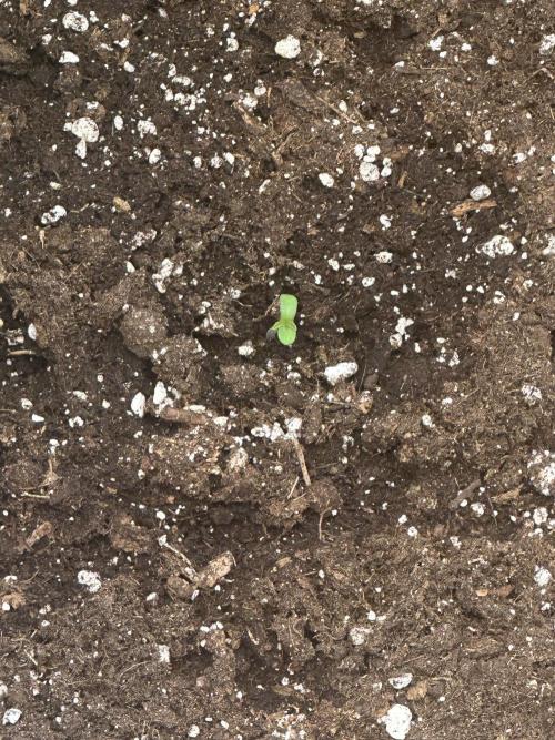 GORILLA Z Inside the tent. Week 0 - Its alive =D 