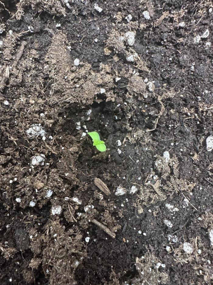 GORILA Z 100WLed. Week 0 - 20/11/2025