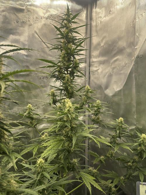 GORILLA ZKITTLEZ AUTO FAST BUDS. Week 7