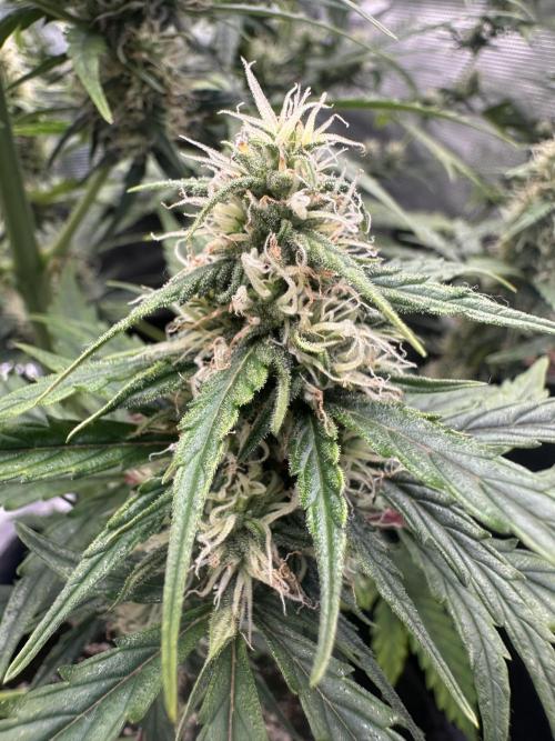 GORILLA ZKITTLEZ AUTO FAST BUDS. Week 7