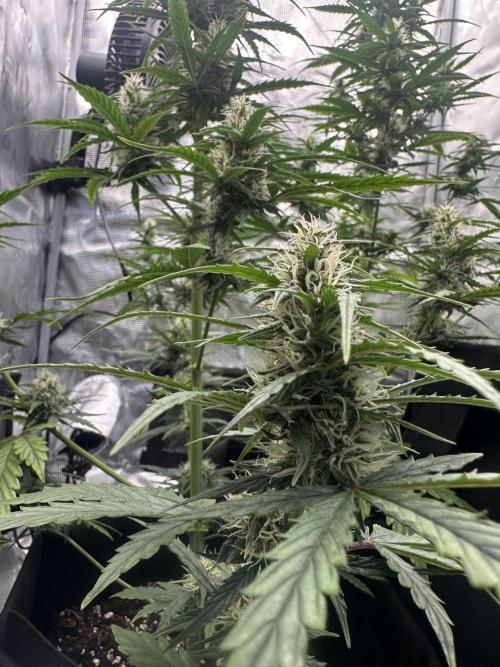 GORILLA ZKITTLEZ AUTO FAST BUDS. Week 7