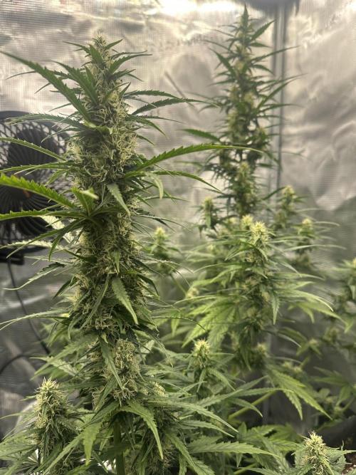 GORILLA ZKITTLEZ AUTO FAST BUDS. Week 7