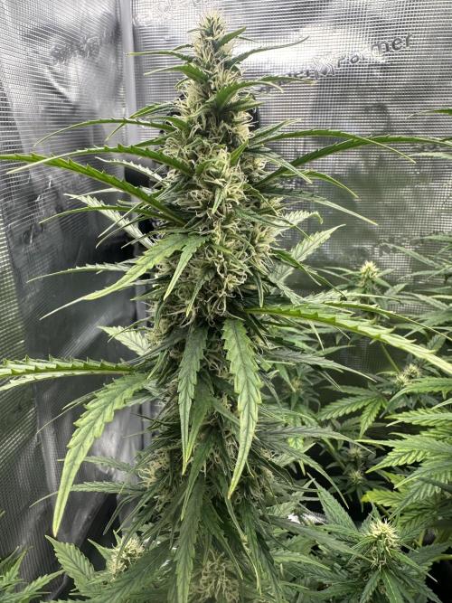 GORILLA ZKITTLEZ AUTO FAST BUDS. Week 7