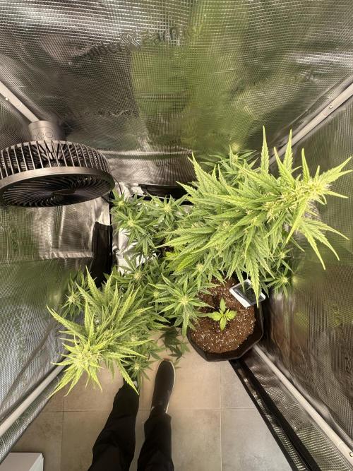 GORILLA ZKITTLEZ AUTO FAST BUDS. Week 7