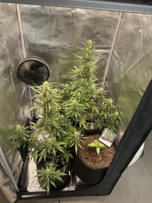 GORILLA ZKITTLEZ AUTO FAST BUDS. Week 7