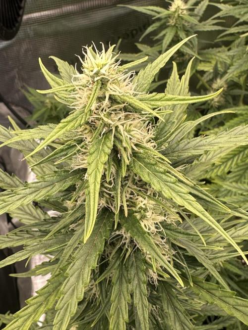 GORILLA ZKITTLEZ AUTO FAST BUDS. Week 7