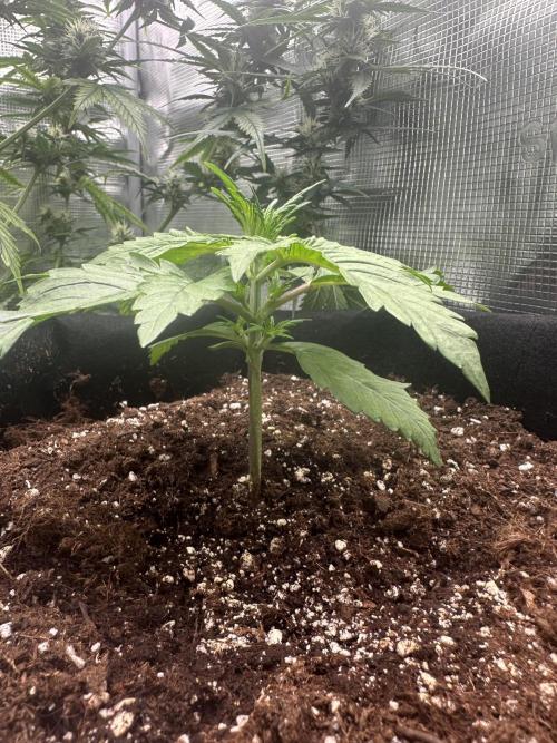 GORILLA Z Inside the tent. Week 2