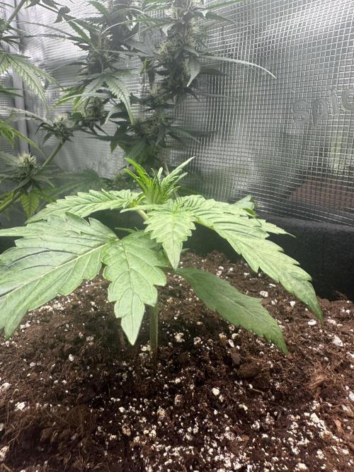 GORILLA Z Inside the tent. Week 2