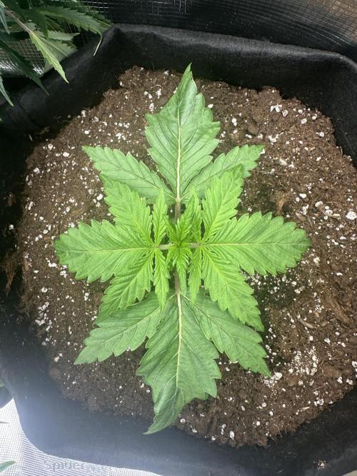 GORILLA Z Inside the tent. Week 2