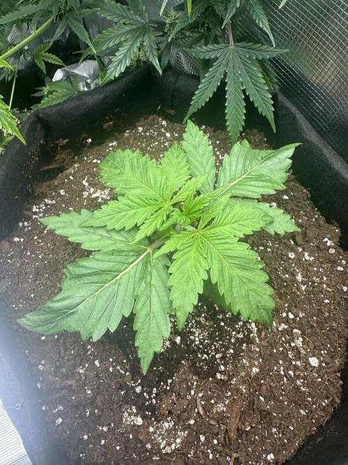 GORILLA Z Inside the tent. Week 2