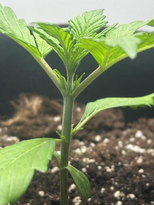 GORILA Z 100WLed. Week 2