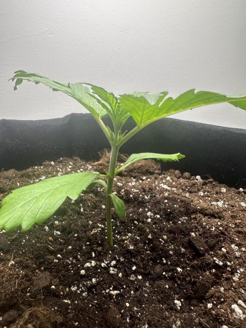 GORILA Z 100WLed. Week 2