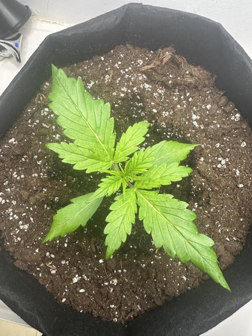 GORILA Z 100WLed. Week 2