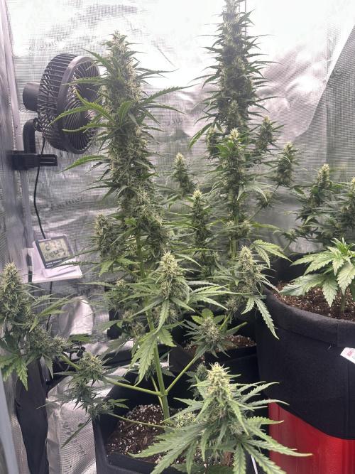 GORILLA ZKITTLEZ AUTO FAST BUDS. Week 8