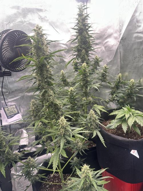 GORILLA ZKITTLEZ AUTO FAST BUDS. Week 8