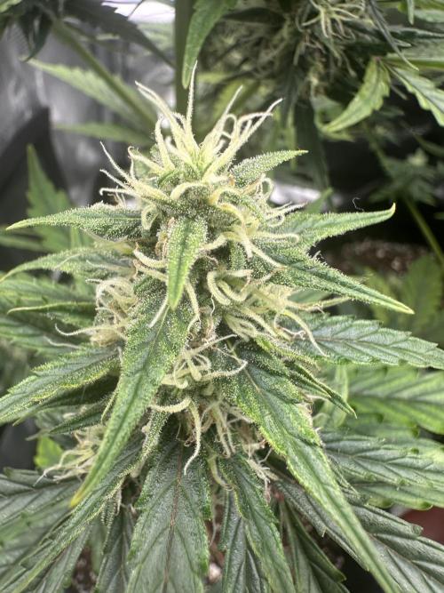 GORILLA ZKITTLEZ AUTO FAST BUDS. Week 8