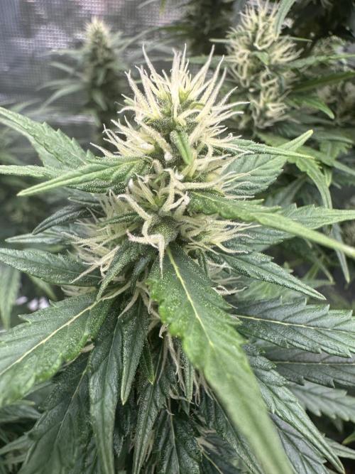 GORILLA ZKITTLEZ AUTO FAST BUDS. Week 8