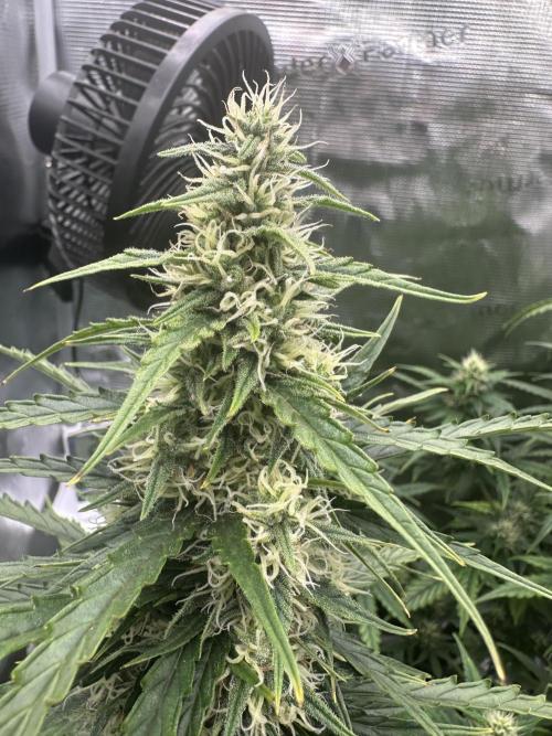 GORILLA ZKITTLEZ AUTO FAST BUDS. Week 8