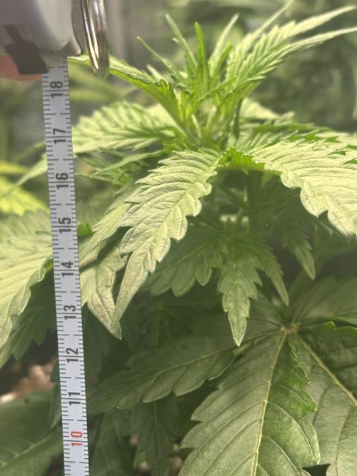 GORILLA Z Inside the tent. Week 3