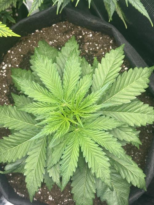 GORILLA Z Inside the tent. Week 3