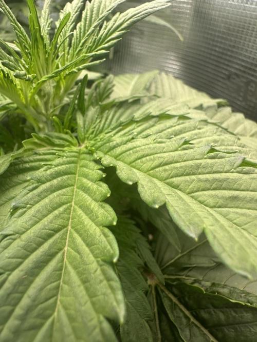 GORILLA Z Inside the tent. Week 3