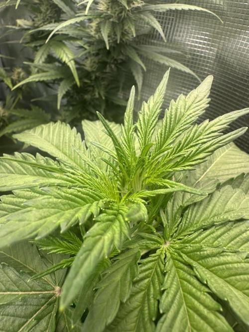 GORILLA Z Inside the tent. Week 3