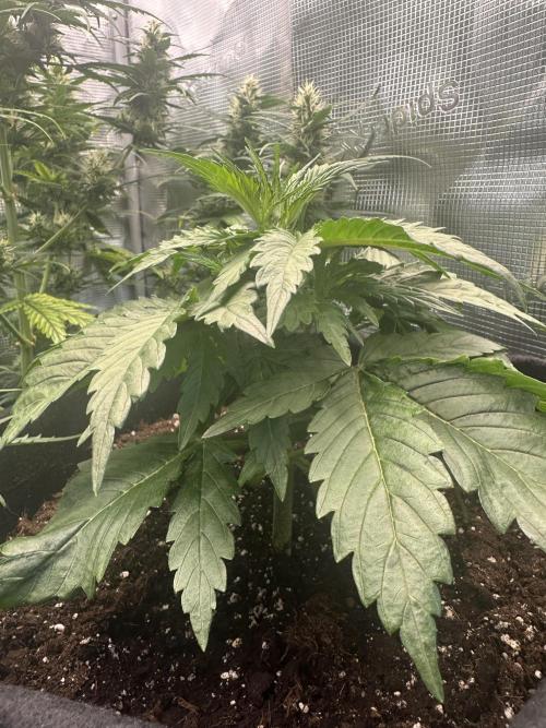 GORILLA Z Inside the tent. Week 3