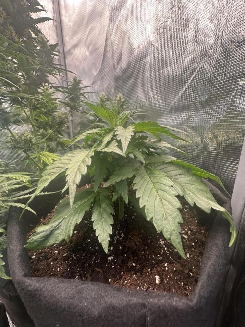GORILLA Z Inside the tent. Week 3