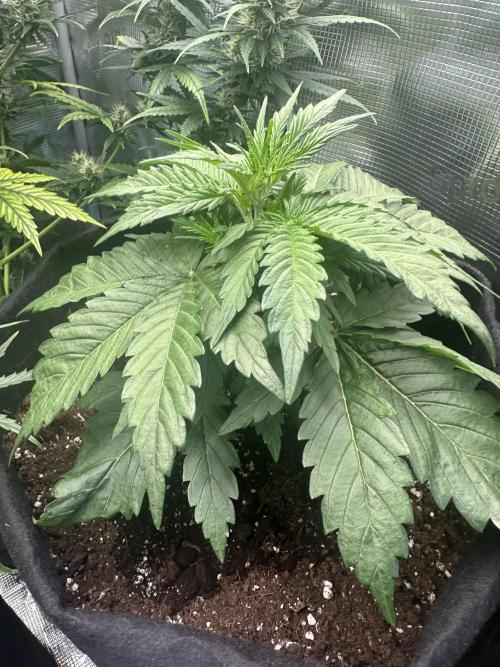 GORILLA Z Inside the tent. Week 3