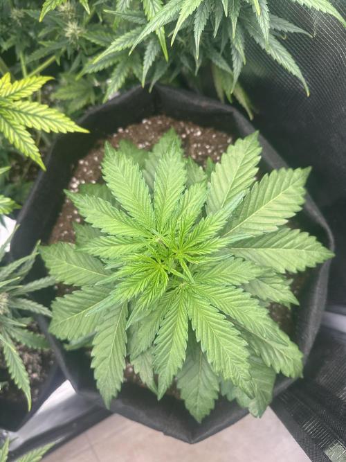 GORILLA Z Inside the tent. Week 3