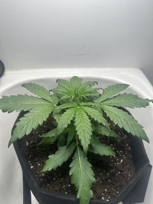 GORILA Z 100WLed. Week 3