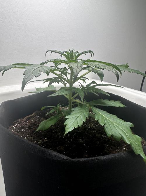 GORILA Z 100WLed. Week 3