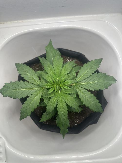 GORILA Z 100WLed. Week 3