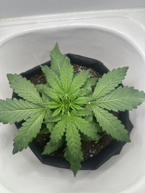 GORILA Z 100WLed. Week 3