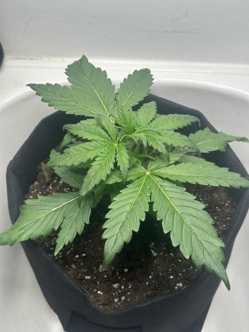 GORILA Z 100WLed. Week 3