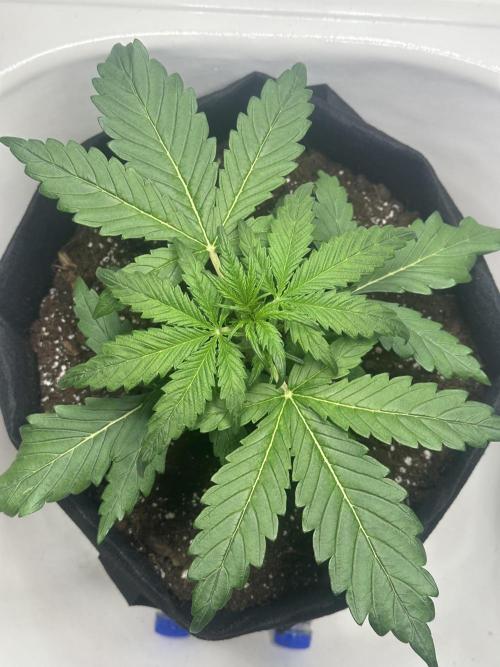 GORILA Z 100WLed. Week 3